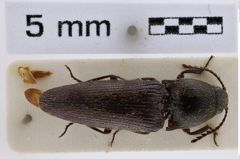 Foto (Dorsalansicht) von Melanotus rusticus (NHMW-ZOO-COL-0007732)